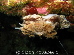 island of korcula  by Sidon Kovacevic 